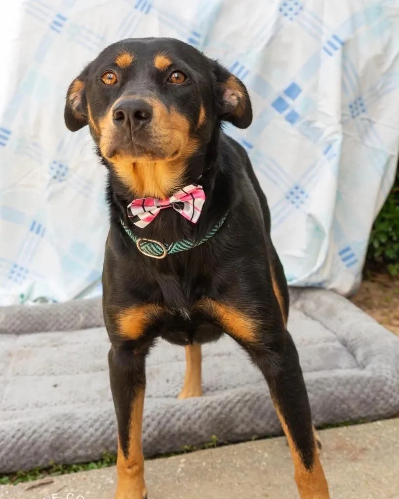 A young medium-sized female Australian Kelpie dog named Harper for adoption in North Syracuse, NY