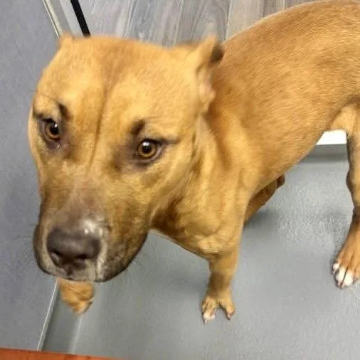 A young medium-sized female Terrier dog named Jolie for adoption in Hilton Head Island, SC