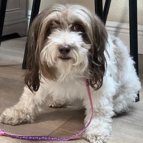 Rosie