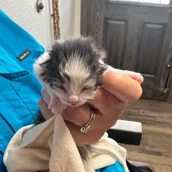 A baby small-sized female White Domestic Short Hair cat named Kati for adoption in Buchanan Dam, TX