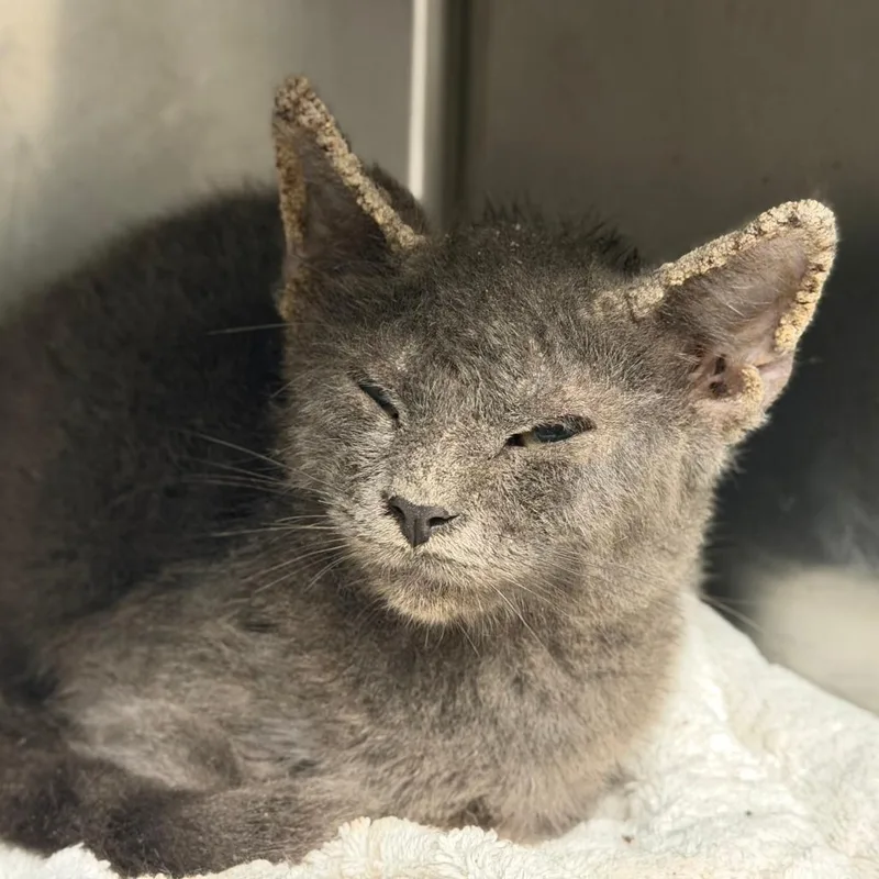 A baby small-sized female Domestic Short Hair cat named King Diamond for adoption in Los Angeles, CA
