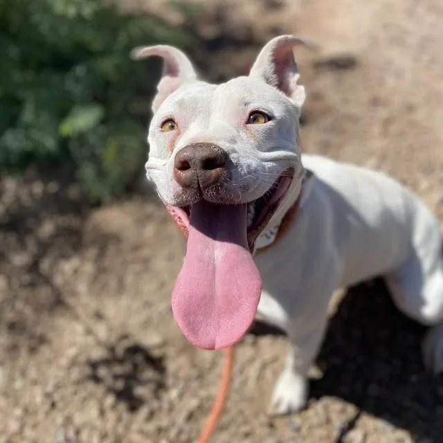 An adult large-sized female Pit Bull Terrier dog named Pookie for adoption in Phoenix, AZ