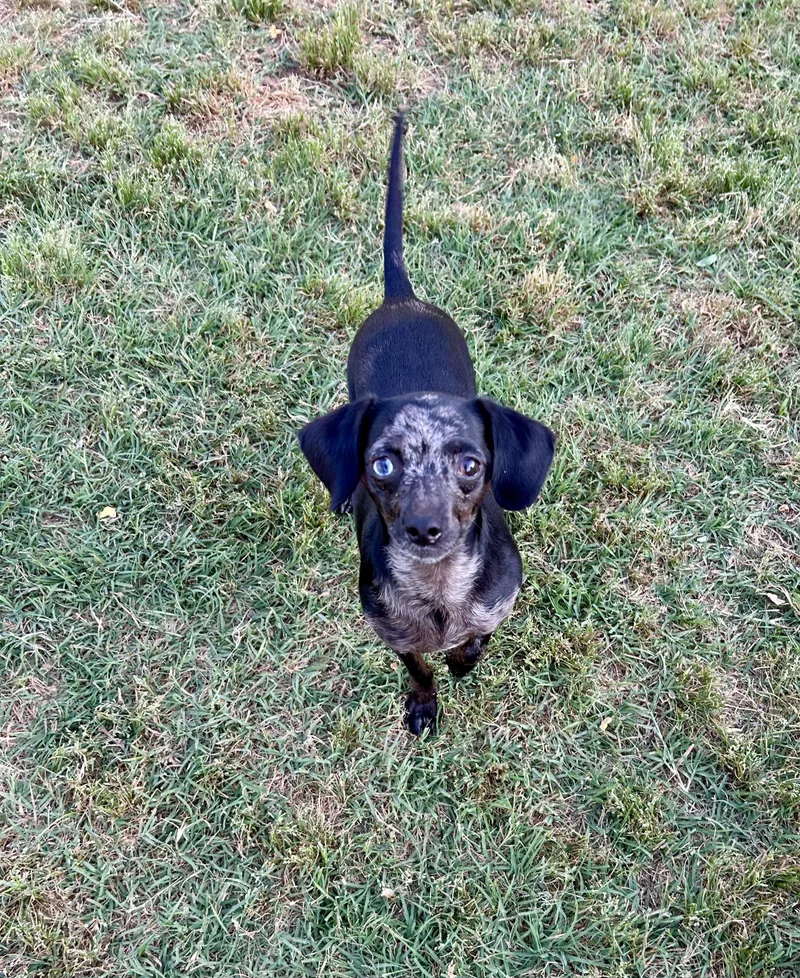 An adult small-sized male Black Miniature Dachshund dog named Spencer for adoption in Chickasha, OK