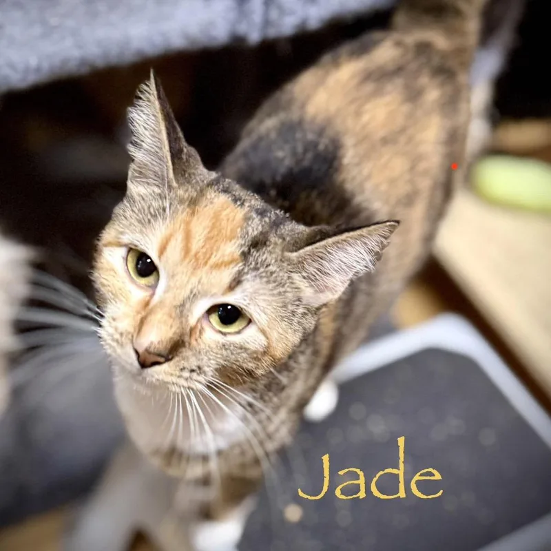 Jade thumbnail 2