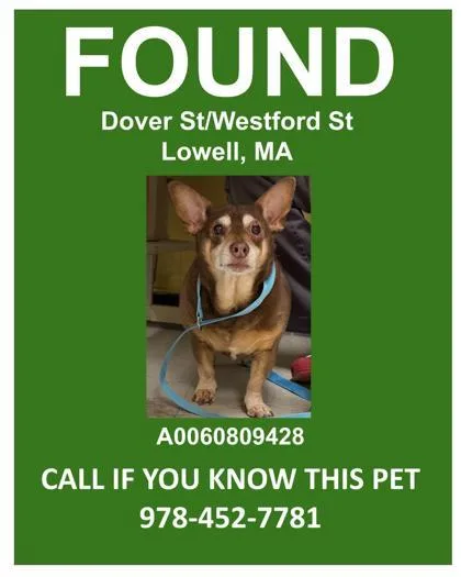 An adult medium-sized male Chihuahua dog named Dover St Stray for adoption in Lowell, MA
