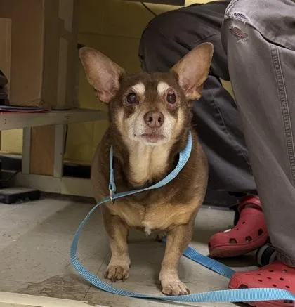 Dover St Stray thumbnail 2