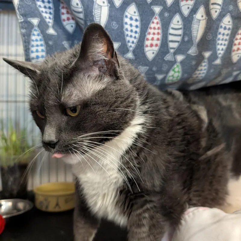 A senior small-sized female Gray / Blue / Silver Domestic Short Hair cat named Tessa for adoption in Saugerties, NY