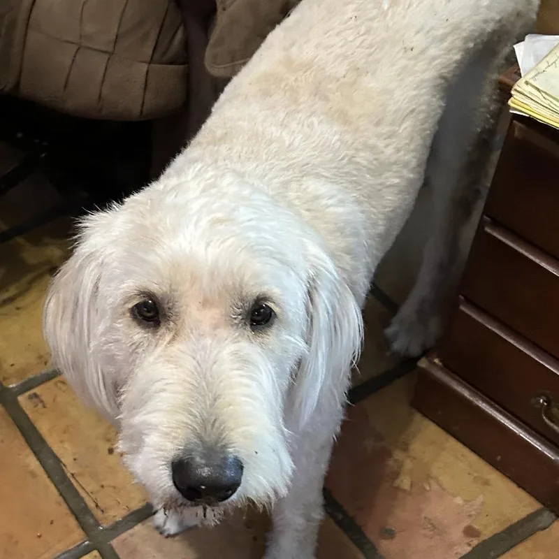 An adult large-sized male White / Cream Standard Poodle dog named Hank for adoption in Gulfport, MS