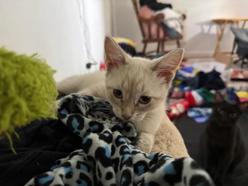 A baby small-sized female Siamese cat named Wanda for adoption in San Antonio, TX