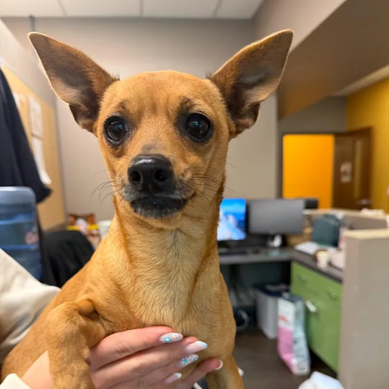 An adult small-sized female Yellow / Tan / Blond / Fawn Chihuahua dog named Rover for adoption in Norman, OK