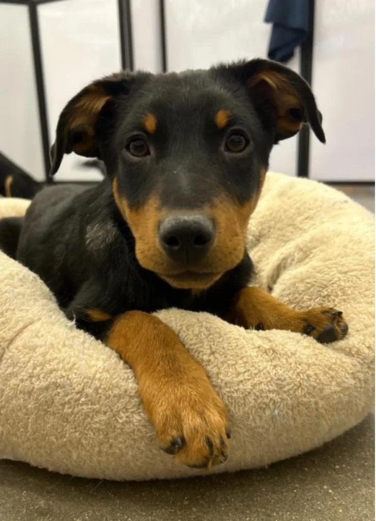 A baby medium-sized female Australian Cattle Dog / Blue Heeler dog named Wasabe for adoption in Fort Lupton, CO
