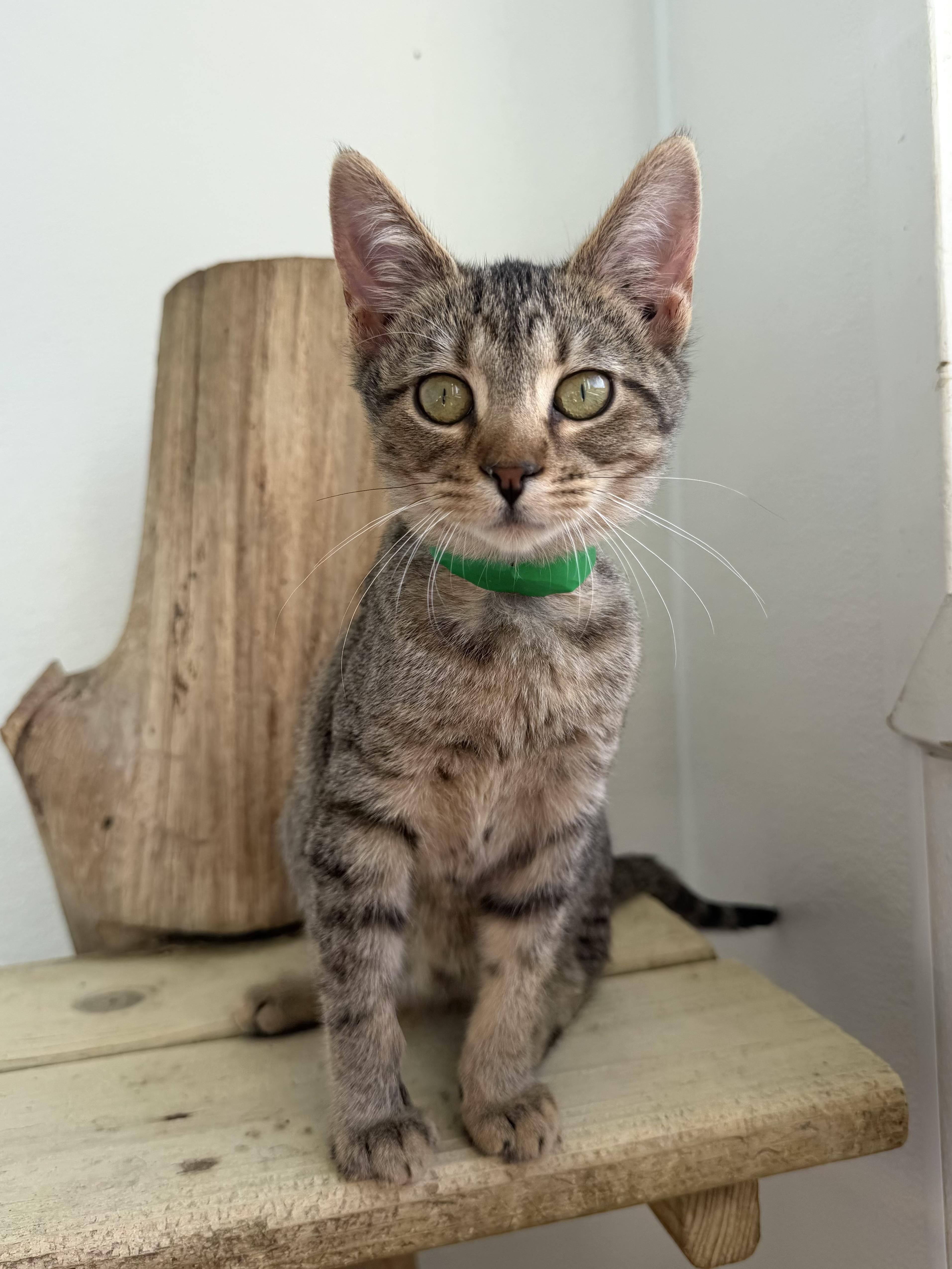 A baby medium-sized female Brown / Chocolate Domestic Short Hair cat named Brownie for adoption in Chicago, IL