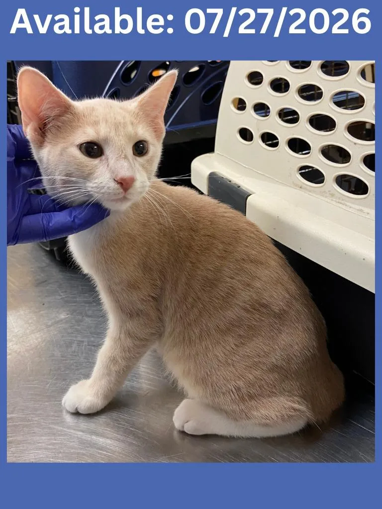 A baby medium-sized male Domestic Short Hair cat named Cat Condo  Finn for adoption in Greenville, TX