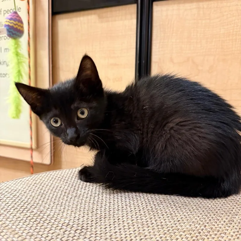 A baby small-sized female Black Domestic Short Hair cat named Midnight for adoption in Kyle, TX