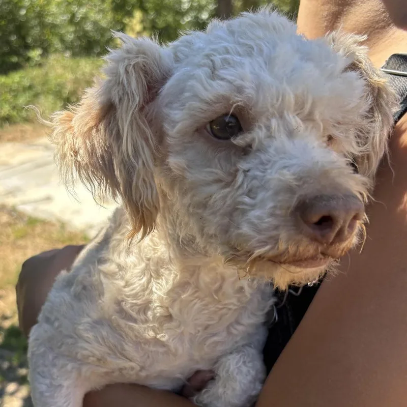 An adult small-sized female White / Cream Miniature Poodle dog named Peaches for adoption in Sonoma, CA