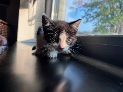 A baby small-sized female Domestic Short Hair cat named Ceechynaa for adoption in West Chester, PA