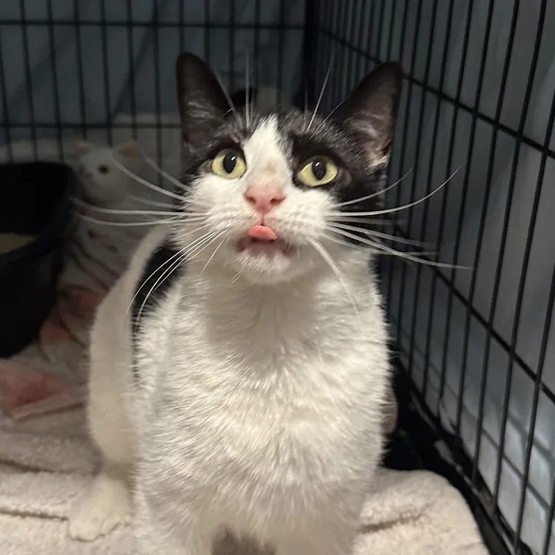 A young medium-sized female Black Domestic Short Hair cat named Cleopatra for adoption in Mount Laurel, NJ