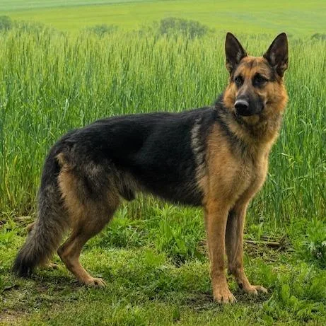 Ajax