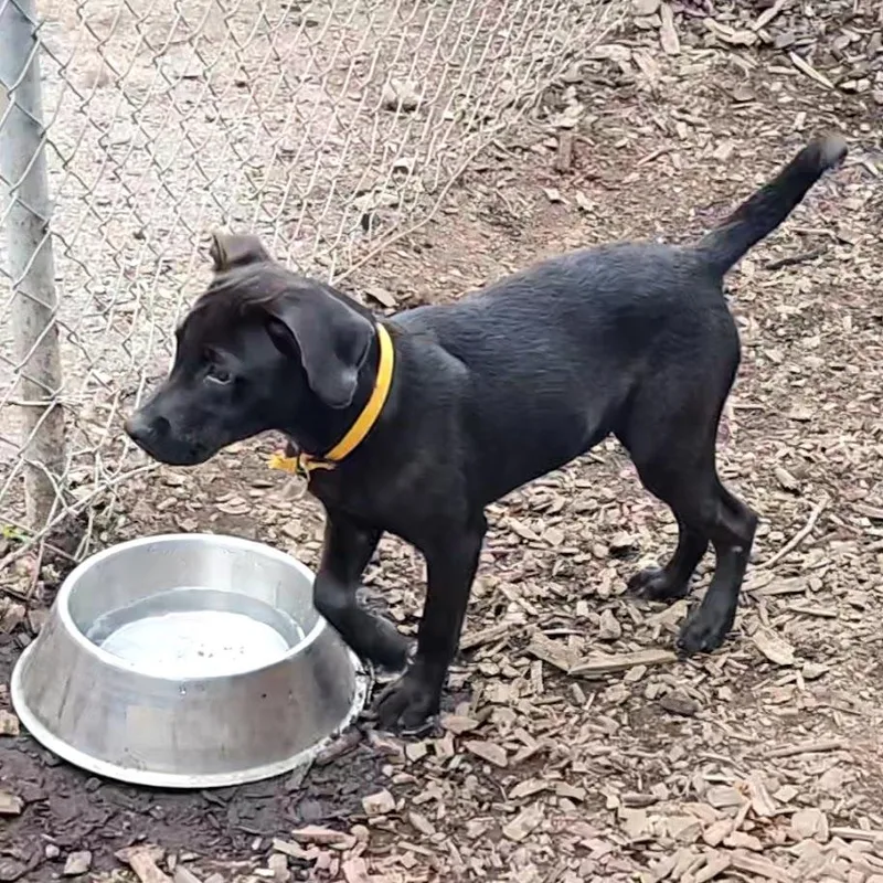 A baby medium-sized female Black Labrador Retriever dog named Wednesday for adoption in Ringwood, NJ