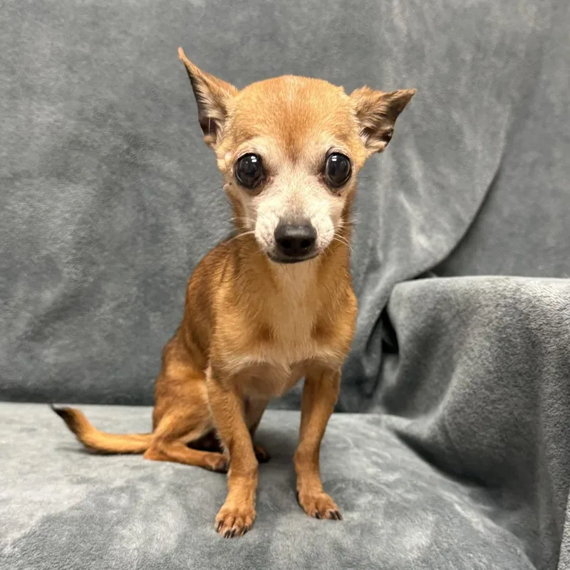 A senior medium-sized female Chihuahua dog named Pika for adoption in Brenham, TX
