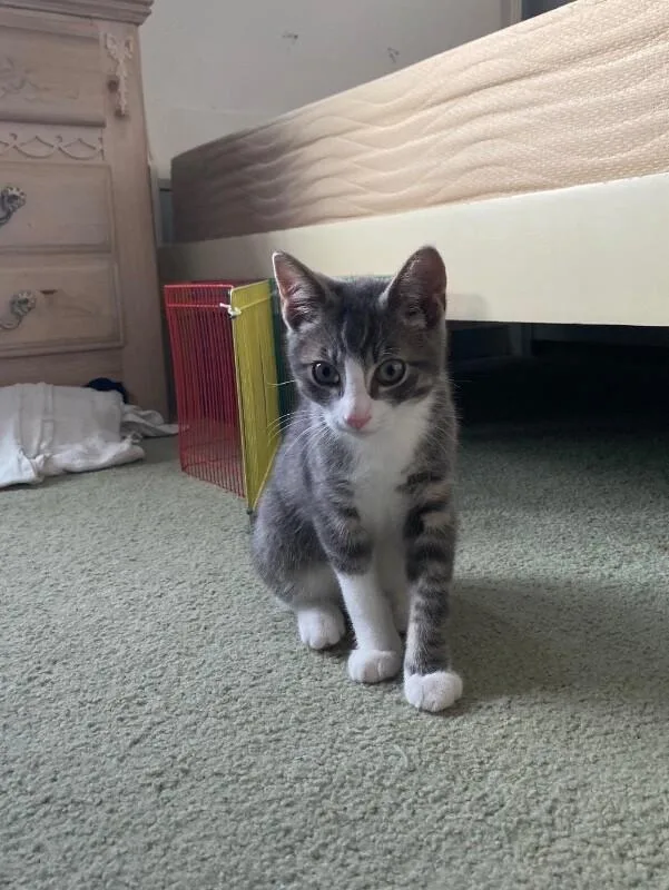 A young medium-sized male Gray / Blue / Silver Domestic Short Hair cat named Wally for adoption in North Babylon, NY