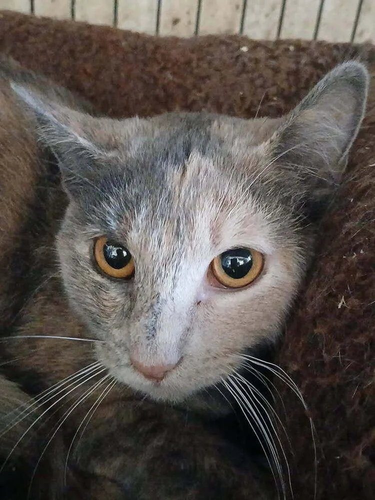 An adult medium-sized female Domestic Short Hair cat named Fawn for adoption in Thatcher, AZ