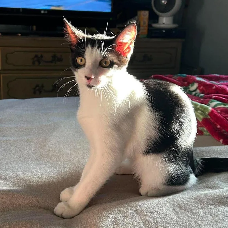 A baby medium-sized female Tuxedo cat named Francis for adoption in Harrisburg, PA