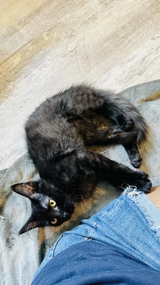 A baby small-sized female Domestic Medium Hair cat named Potato for adoption in Dallas, TX