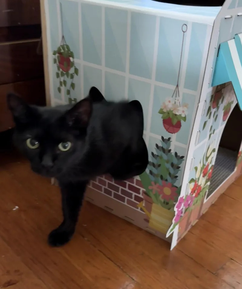 An adult medium-sized female Domestic Short Hair cat named Elvira for adoption in Bethel Park, PA
