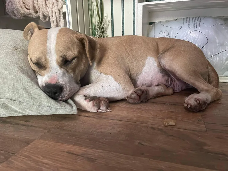 Honeysuckle thumbnail 2