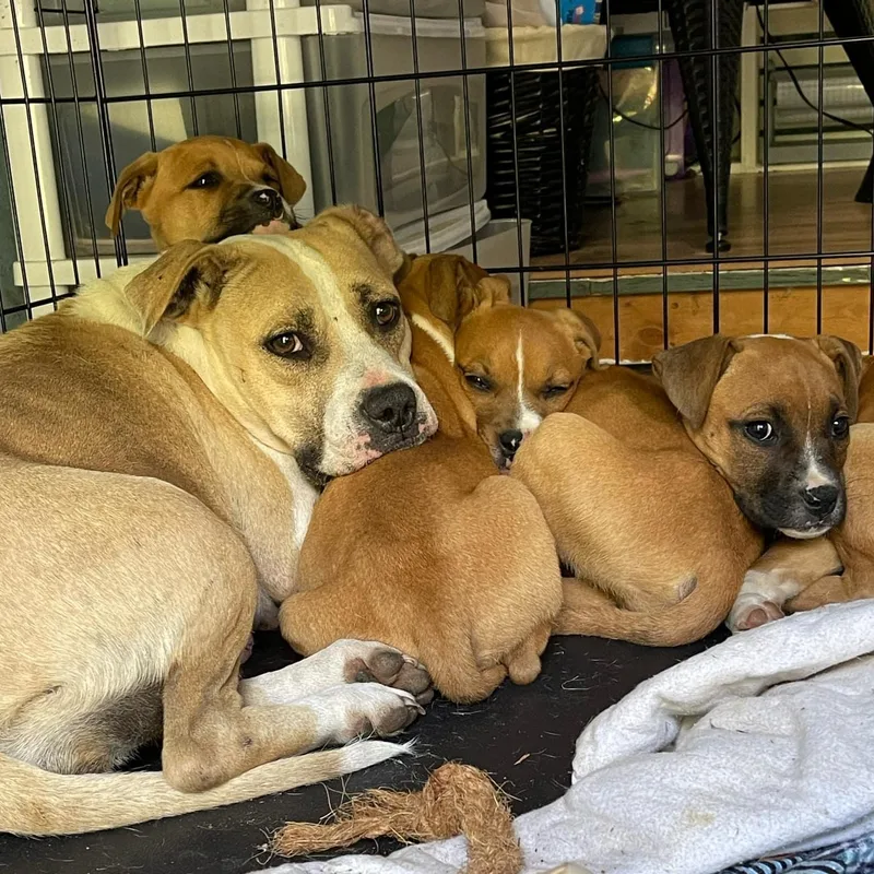 Honeysuckle thumbnail 3