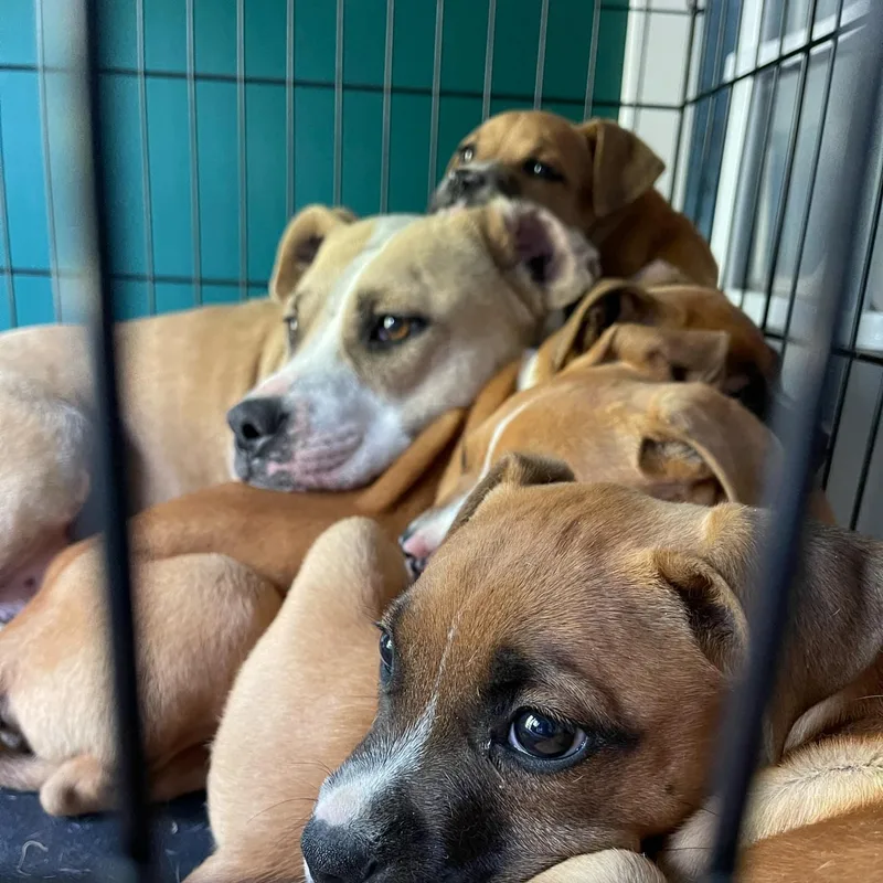 Honeysuckle thumbnail 4