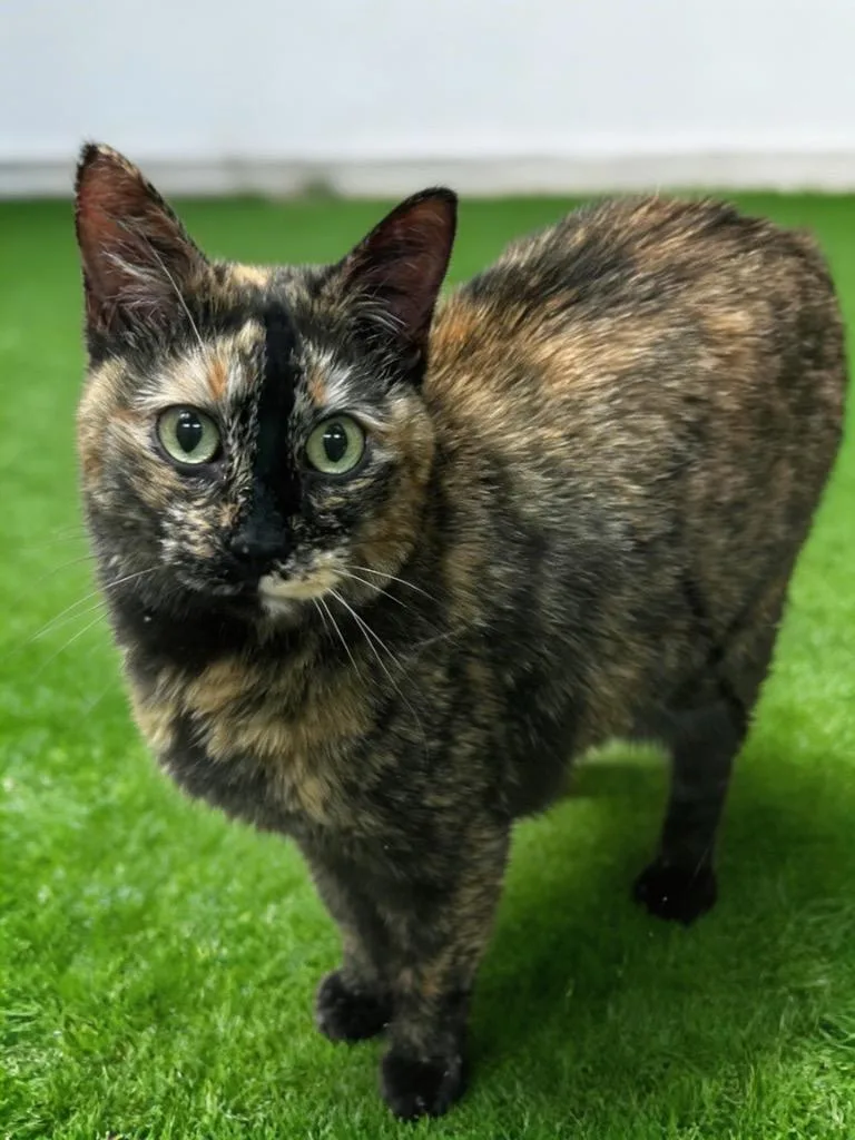 An adult small-sized female Domestic Short Hair cat named Maggie for adoption in Midland, TX