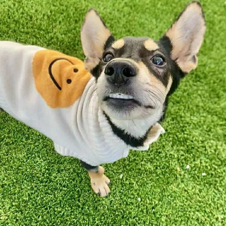 A young small-sized female Black Australian Kelpie dog named Princess Special Care $ for adoption in Milwaukee, WI