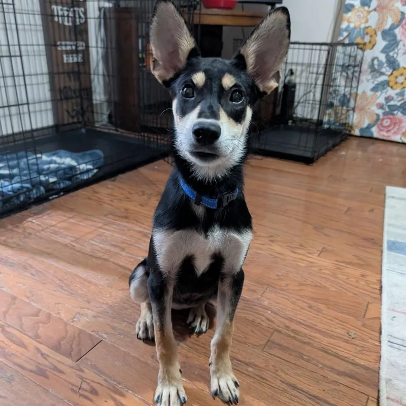 Princess Special Care $ thumbnail 2