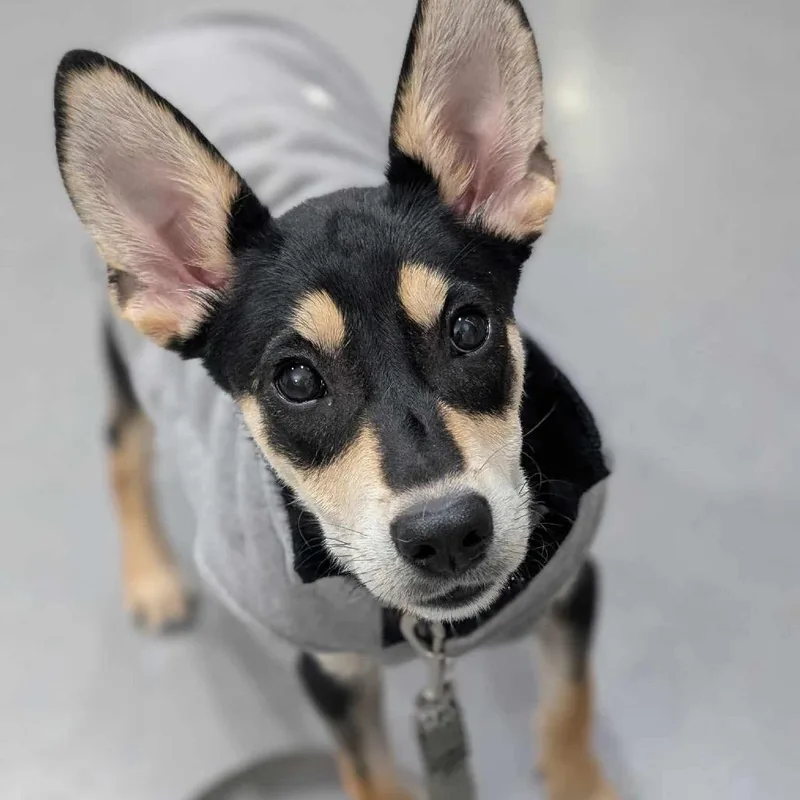 Princess Special Care $ thumbnail 4