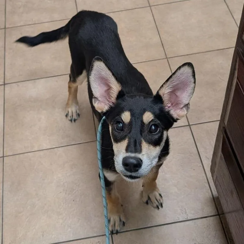 Princess Special Care $ thumbnail 5