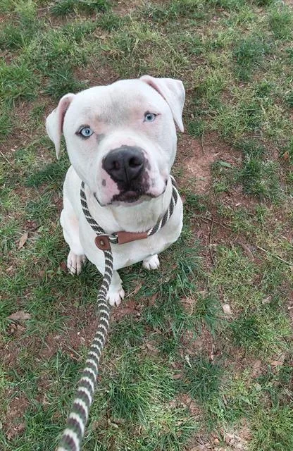 A young medium-sized male Pit Bull Terrier dog named Sam for adoption in Charlotte, NC
