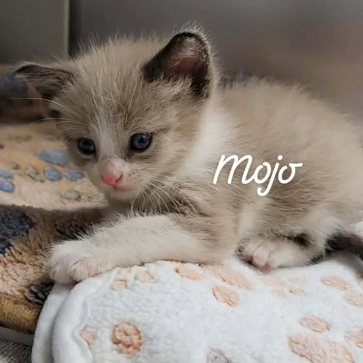 Mojo