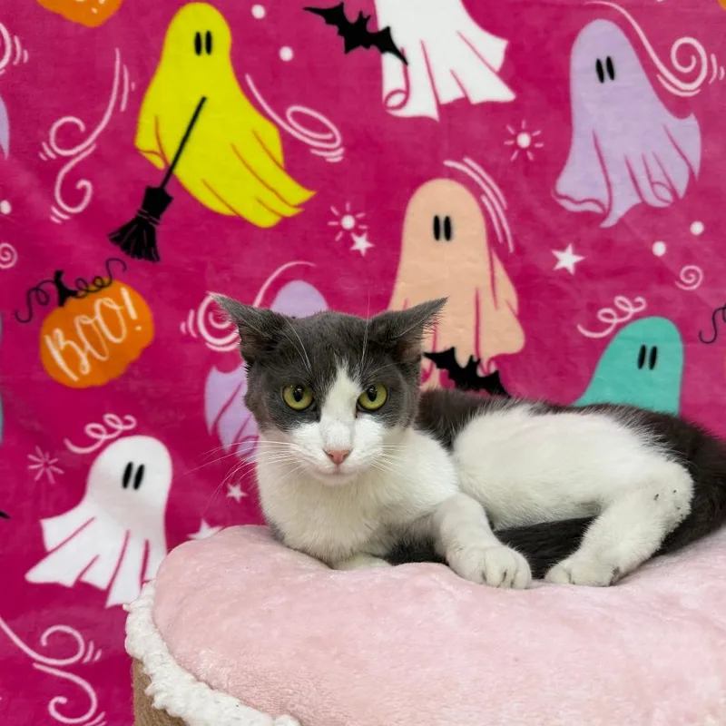 An adult medium-sized female Gray / Blue / Silver Domestic Short Hair cat named Echo for adoption in Deerfield, IL