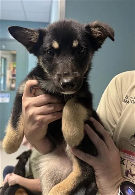 A baby small-sized female Husky dog named Heart for adoption in Newton, NC