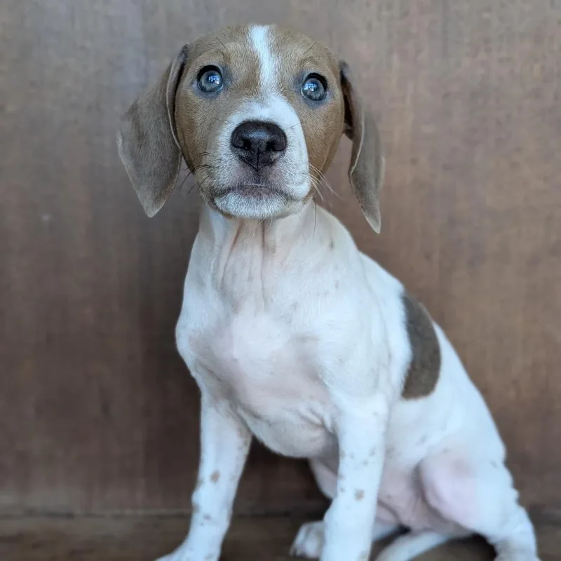 A baby small-sized female White / Cream Dachshund dog named Sam for adoption in Fredericksburg, TX