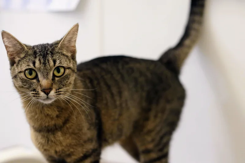 An adult medium-sized female Tabby (Brown / Chocolate) Domestic Short Hair cat named Miss Lavender for adoption in Boise, ID