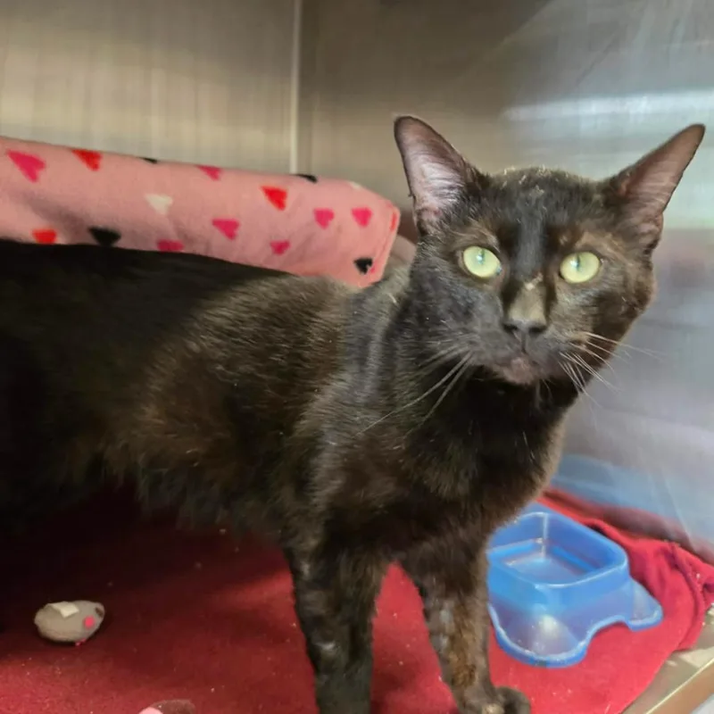 An adult large-sized male Black Domestic Short Hair cat named Domingo for adoption in Hinsdale, IL