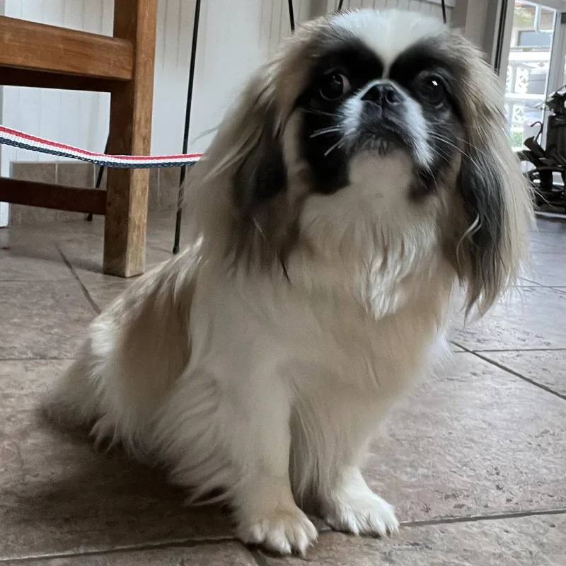 An adult small-sized female White / Cream Pekingese dog named MONTStray for adoption in Perkiomenville, PA
