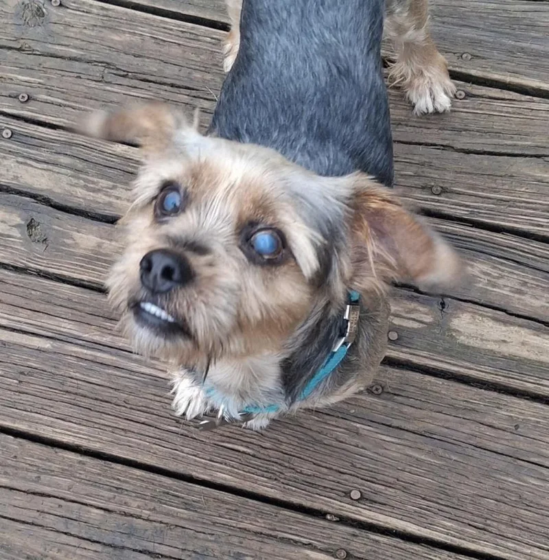 An adult medium-sized male Yorkshire Terrier dog named Bug for adoption in Knoxville, TN
