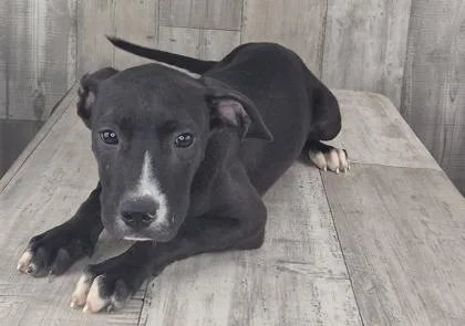 An adult small-sized female Pit Bull Terrier dog named Lainey for adoption in Shreveport, LA