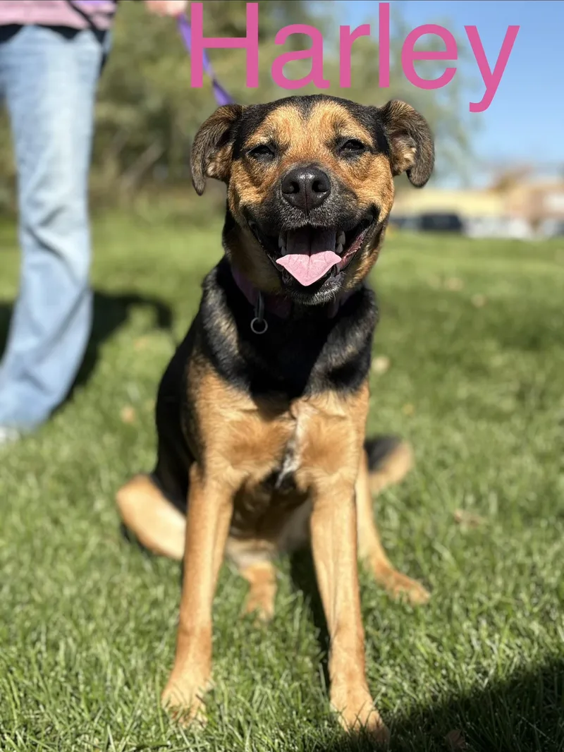 A young medium-sized female German Shepherd Dog dog named Harley for adoption in Zimmerman, MN