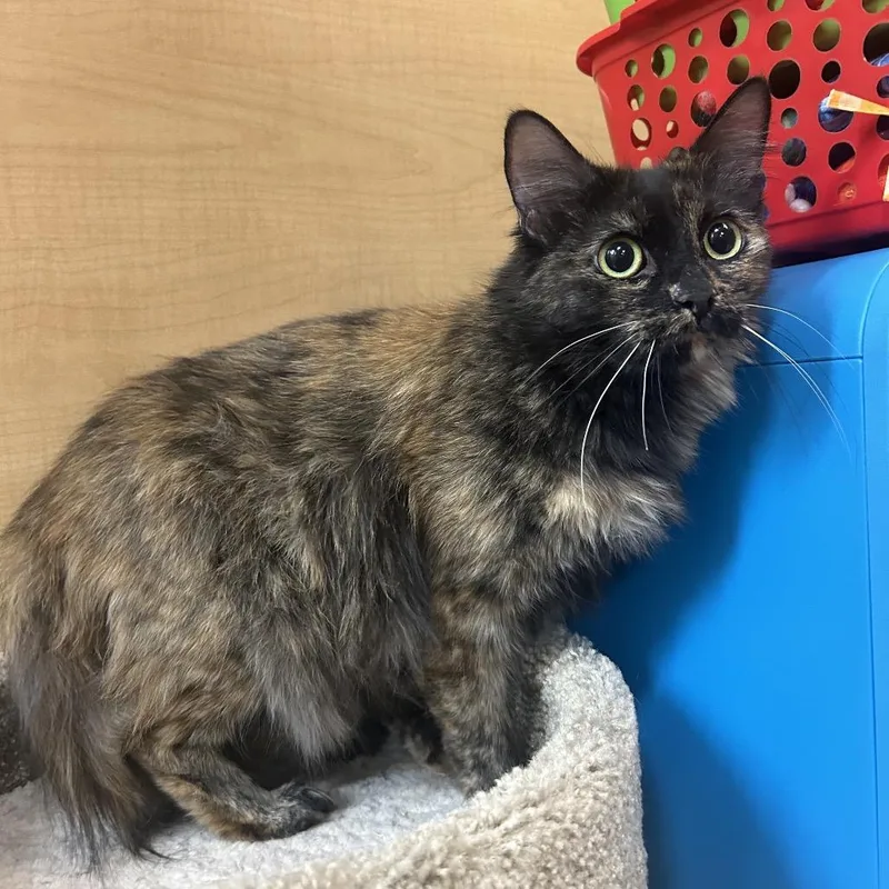 An adult medium-sized female Tortoiseshell Domestic Long Hair cat named Albuquerque for adoption in Hemet, CA