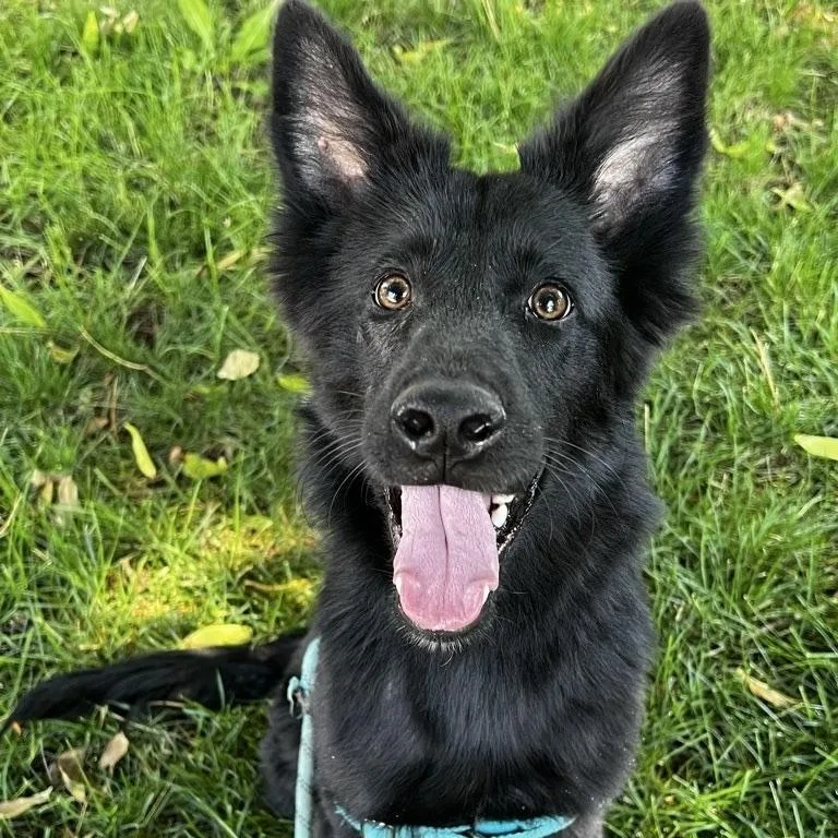 A young medium-sized male Black Shepherd dog named Ozzy for adoption in Fort Collins, CO
